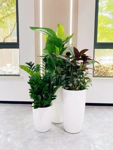 海曙花木租摆服务九条建议，少走弯路